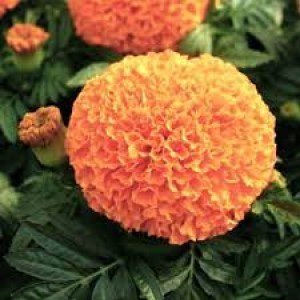 Тагетес прямостоячий Discovery Orange